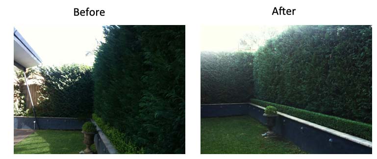 Garden before and after